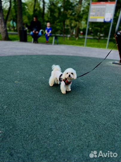 Мальтезе вязка micro и мини