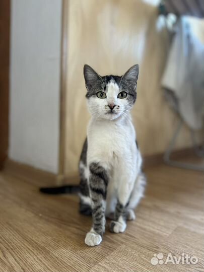 Кошка в добрые руки