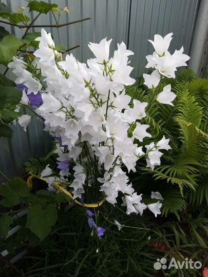 Колокольчики