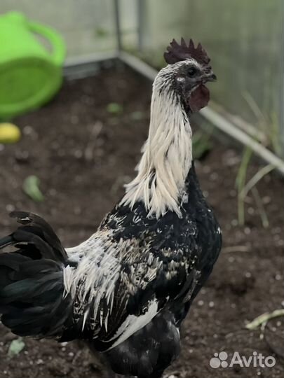 Лакеданзи (семья) 5мес