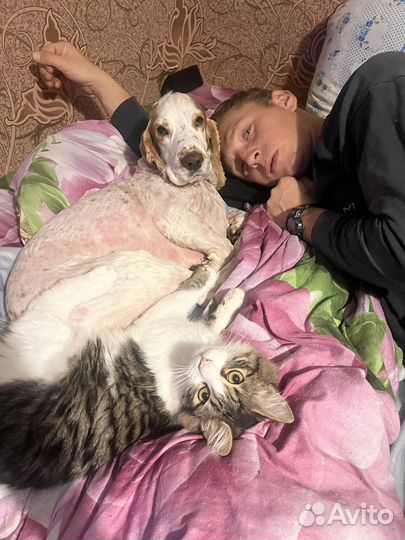 Передержка домашних животных