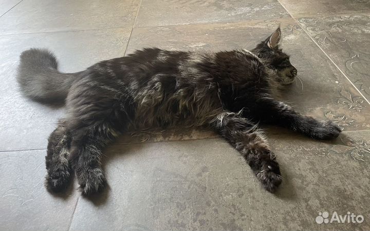 Котенок мейн-кун