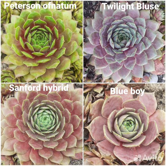 Молодило сортовое (каменная роза)