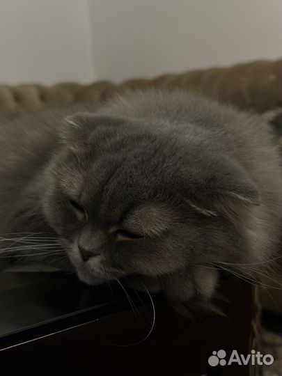 Шотландская кошка