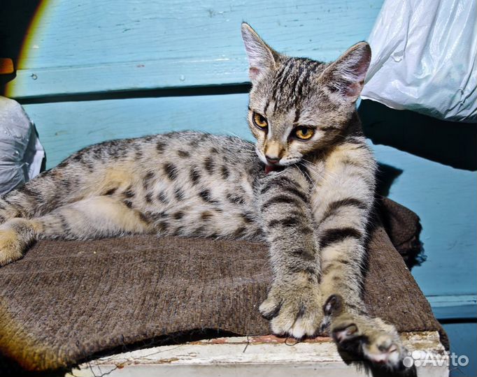 Девочка в добрые руки