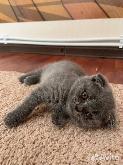 Девочки Шотландские вислоухие