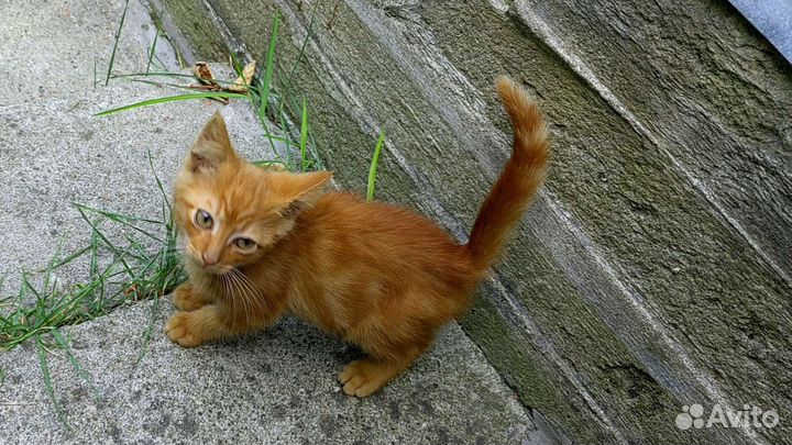 Отдам рыжих котят в добрые руки