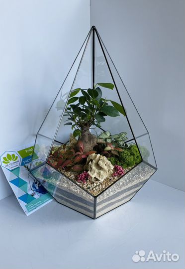 Флорариум. Бонсай. Подарок руководителю. Доставка