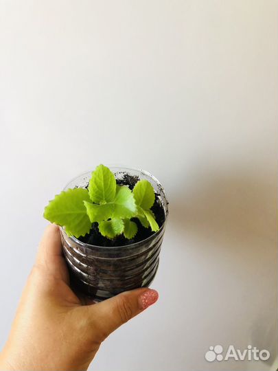 Мята домашняя