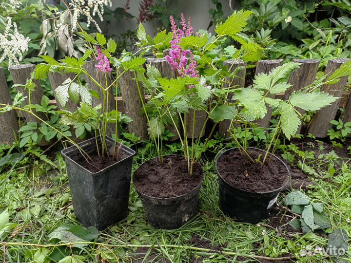 Астильба,парковая роза,девичий виноград