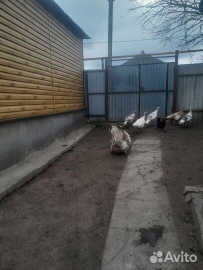 Индюки на племя