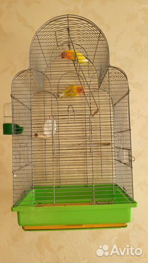 Попугаи неразлучники с клеткой