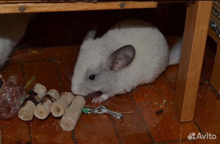 Шиншилла, девочка щенок