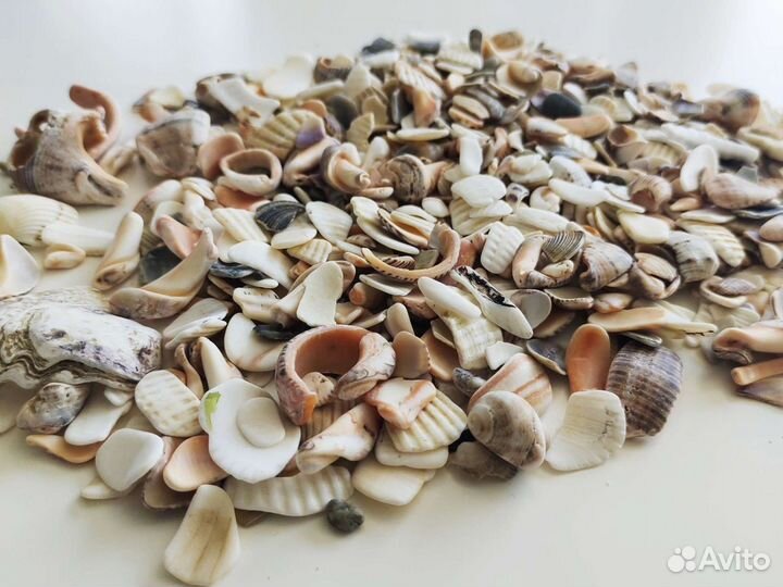Природный материал ракушки морские