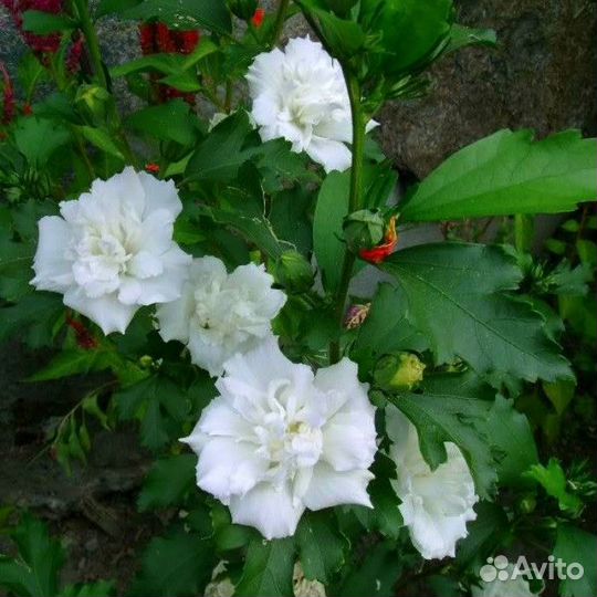 Гибискус Адмирал Девей (1 саж.; 15-20 см)