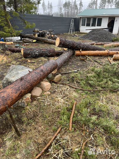 Дрова бесплатно самовывоз