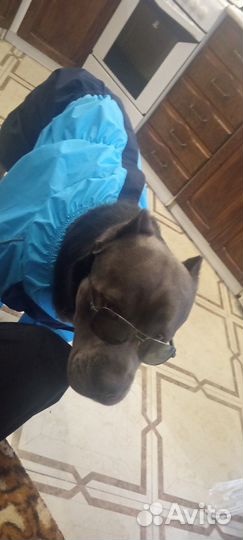 Кабель Кане Корсе для вязки