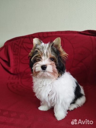 Бивер терьер девочки