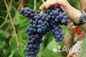 Саженцы Юпитер бессемянный виноград