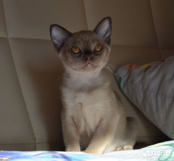 Бурманские котята