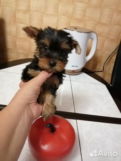 Йоркширский терьер