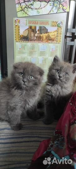 Вислоухая кошка