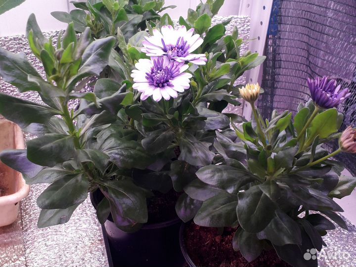 Остеоспермум махровый