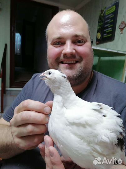 Перепела любого возраста, инкубация