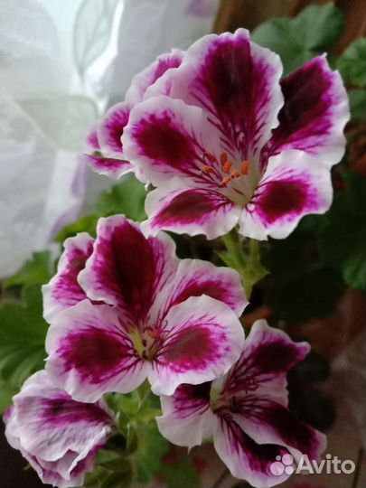 Пеларгония герань сортовая