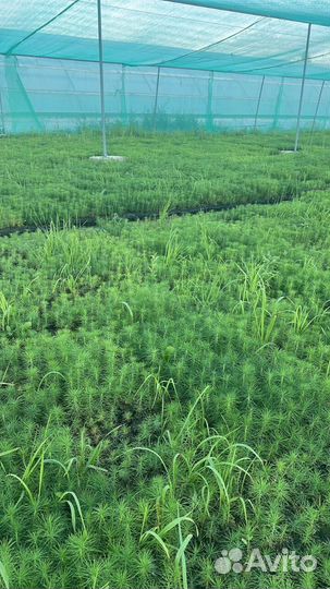 Сеянцы ели окс от производителя