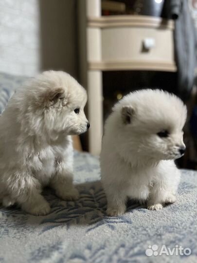 Щенки самоеда