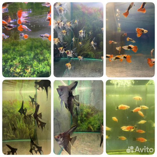 Аквариумные рыбки