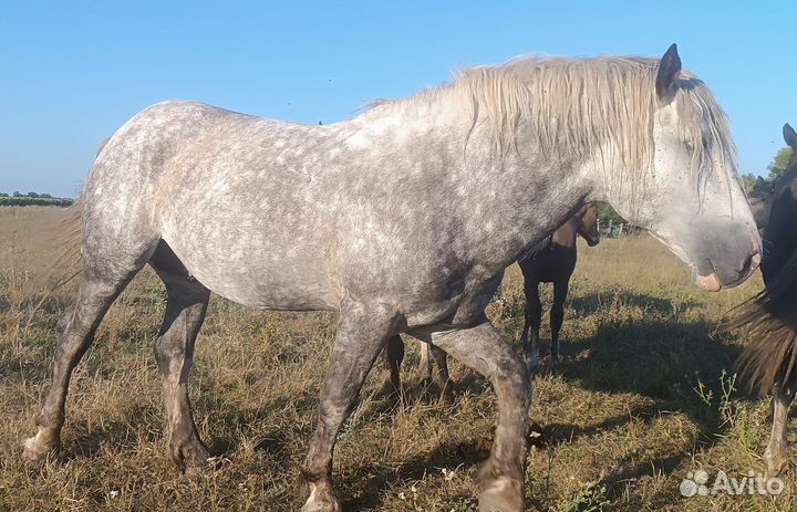 Жеребец на племя