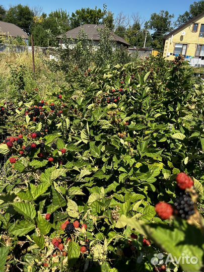 Саженцы ежевики