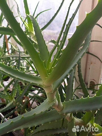 Отростки алоэ 1, 2 года имеются в наличии взрослые