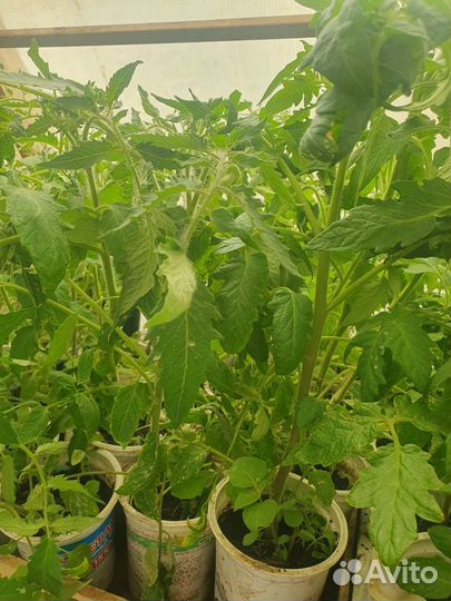 Рассада помидор