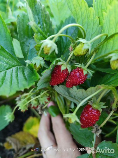 Усы земляники ремонтантной