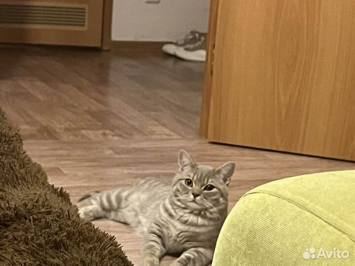Приученная к лотку