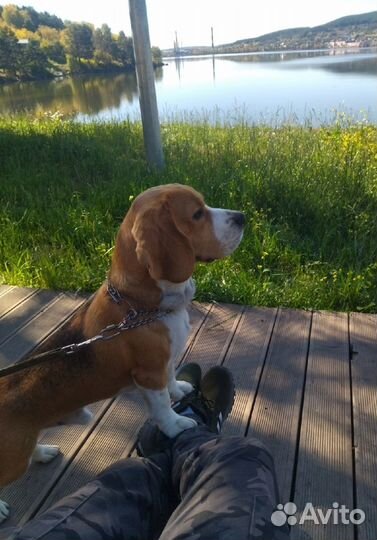 Бигль вязка