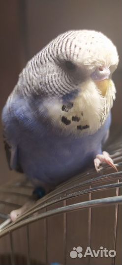 Выставочный волнистый попугай