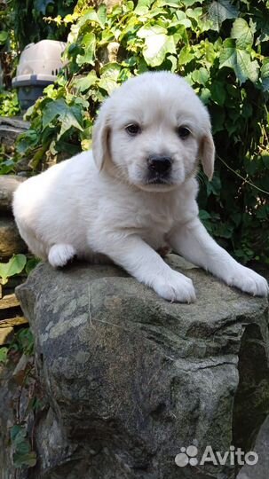 Щенки в добрые руки