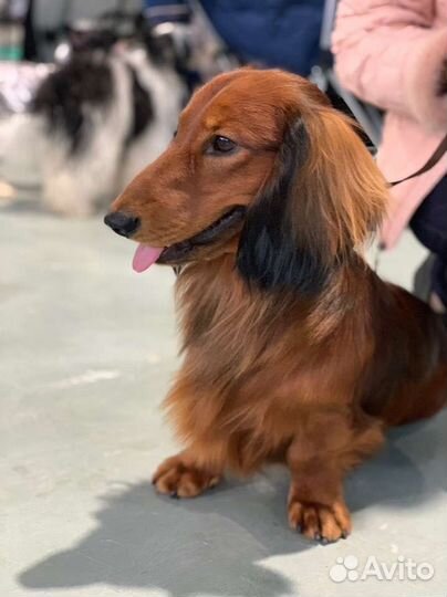 Длинношерстная такса-вязка