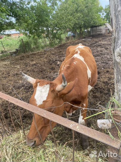 Айширская корова