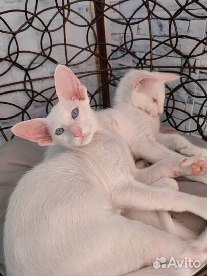 Ориентальные котята