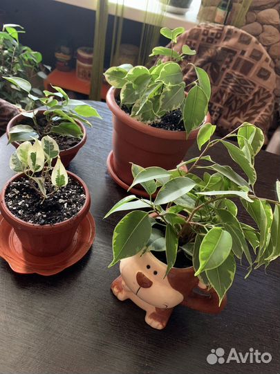 Фикус бенджамина