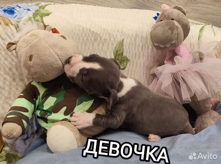 Стаффордширский терьер