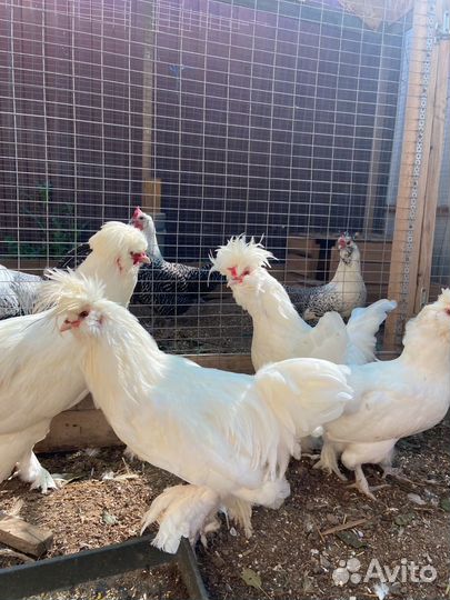 Петухи на племя