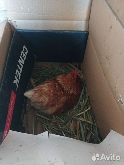 Домашние куриные яйца, молоко козье