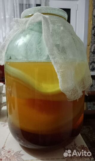 Чайный гриб