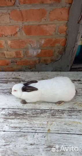 Калифорнийские кролики